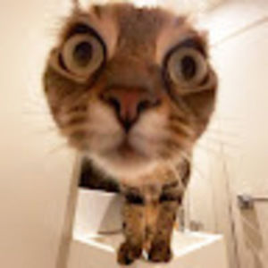 Meet your Posher, Robert